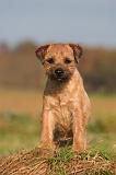 BORDER TERRIER 174